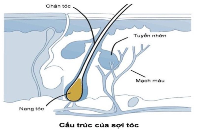 nang-toc-la-gi