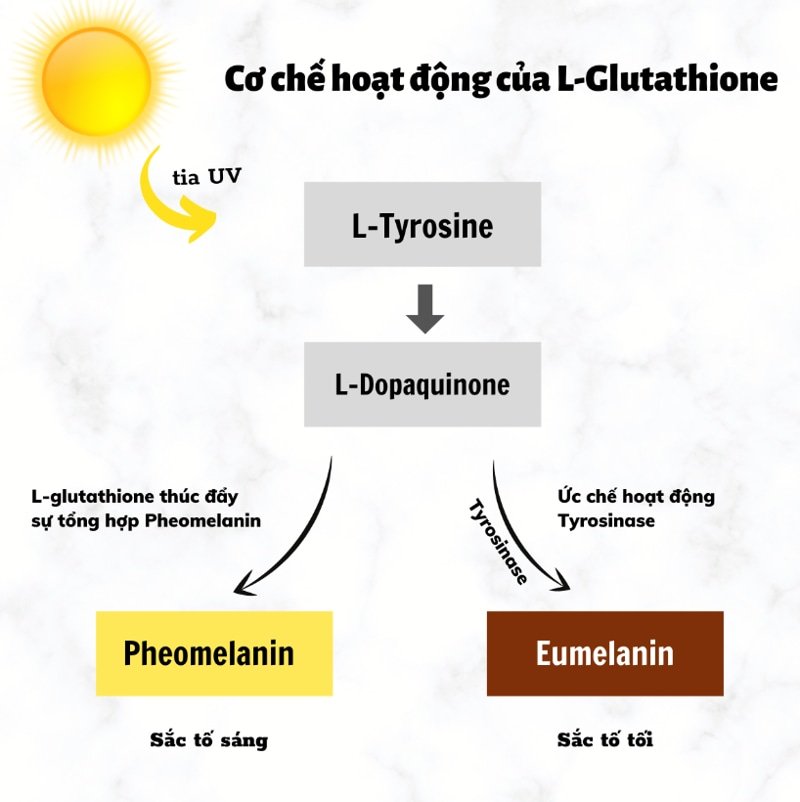 co-che-hoat-dong-cua-glutathione