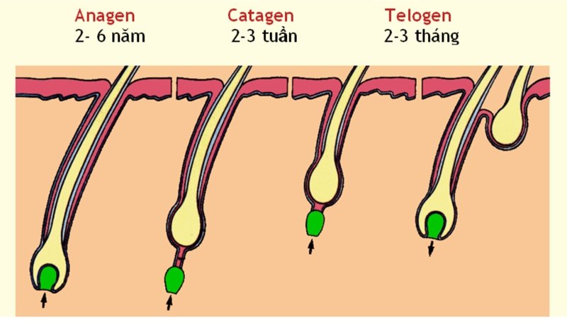 Giai-doan-chuyen-tiep-catagen-phase