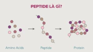 Peptide là gì